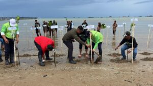 Aksi Tanam Mangrove di Pantai Marang, Lestarikan Ekosistem di Kaliorang (2)